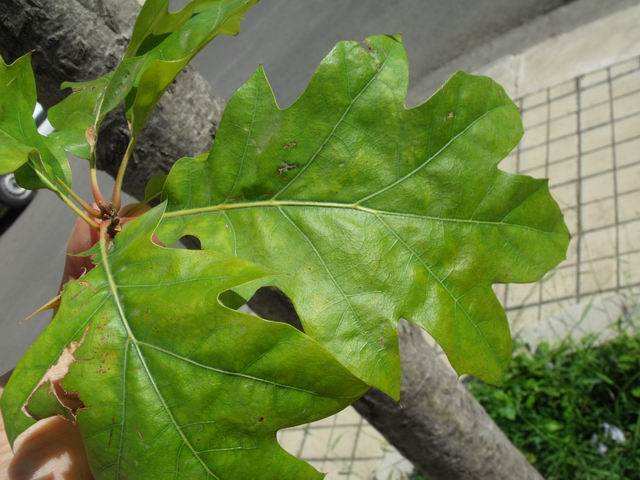 Quercus rubra